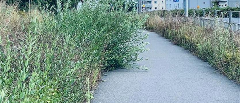 Ścieżki rowerowe pod chwastami