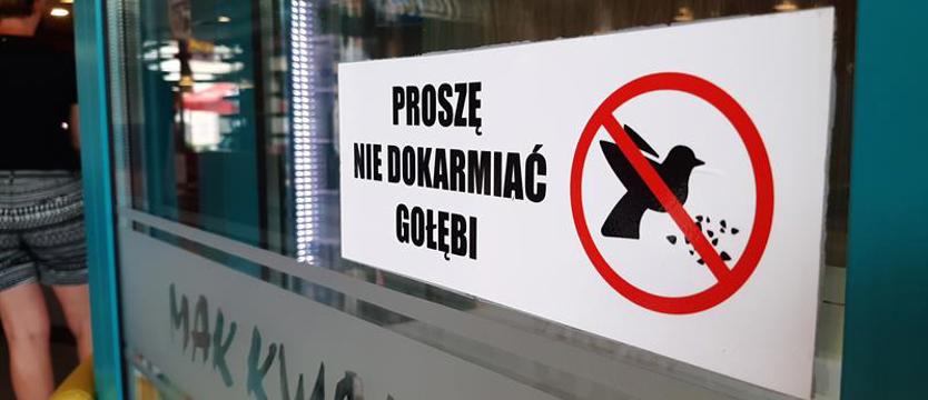 Obiad z gołębiem – dla jednych zabawa, dla innych koszmar