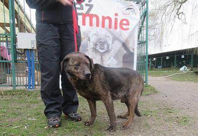 Rufus - pies do adopcji w szczecińskim schronisku