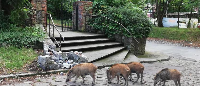 Wataha na Pomorzanach