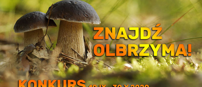 Nadleśnictwo Resko szuka „olbrzyma”