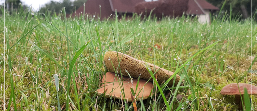 Wielkie Grzybobranie w Nadleśnictwie Kliniska