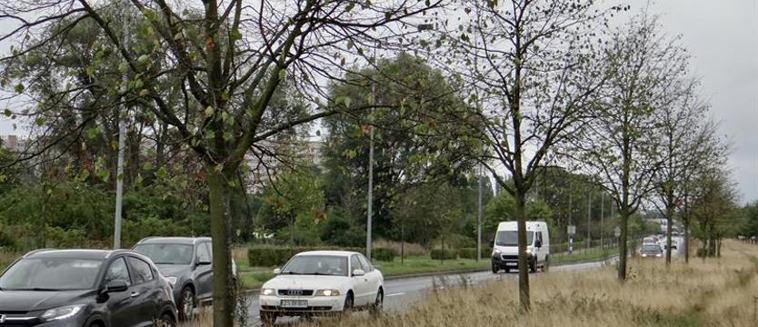 Jesienne sadzenie drzew w Szczecinie. Plan na zieleń w gwarancji