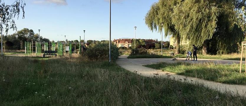 Kwietne łąki przed zimą