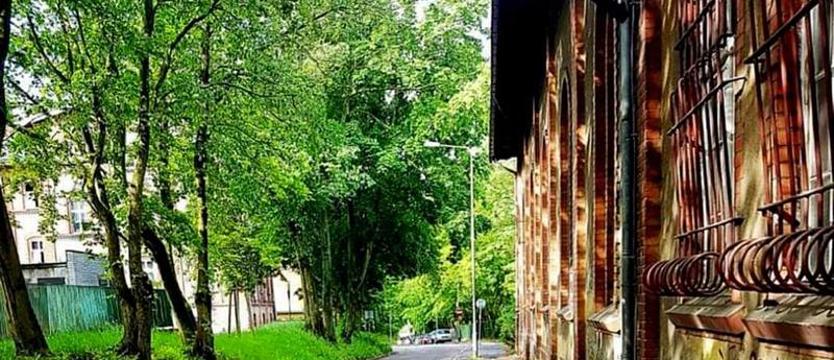 Przebudowa ul. Broniewskiego. Miejsca dla drzew zabraknie?