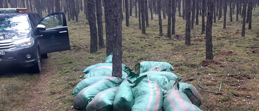 Chcieli ukraść 16 worków mchu z lasu w Nadleśnictwie Skwierzyna