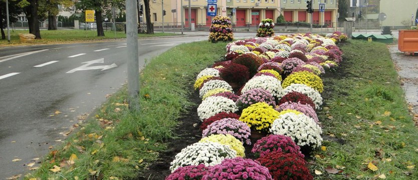Gryfinianie „utkali” chryzantemowy dywan