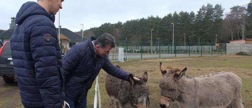 Azyl, rehabilitacja, opieka. Prawie tysiąc zwierząt w Wielgowie