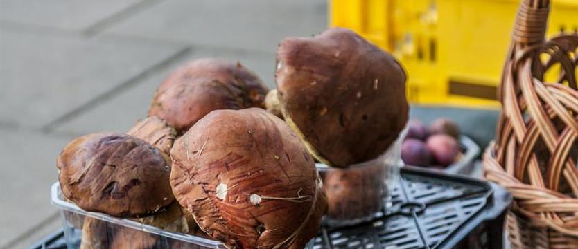 Na grzybowym tropie. Prawdziwki, podgrzybki i kurki