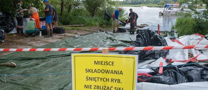 Naukowcy przygotowali program naprawczy Odry