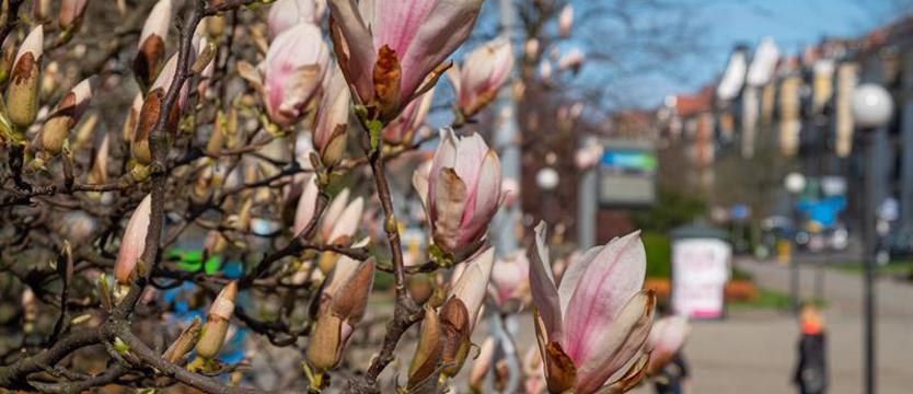 Spacer szlakiem magnolii. W piątek ruszają zapisy