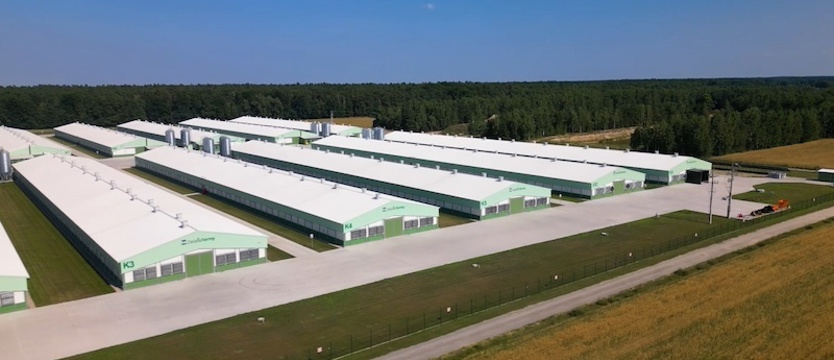 Zielone Fermy Wipasz S.A. odchowują kurczęta bez antybiotyków i GMO