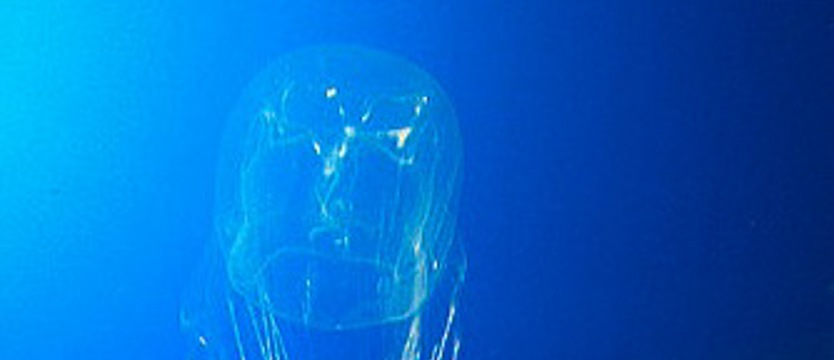 Jadowita meduza zaatakowała turystkę