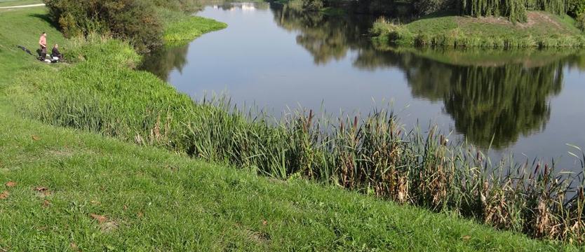 Krokusy na Słoneczne(go) brzegi