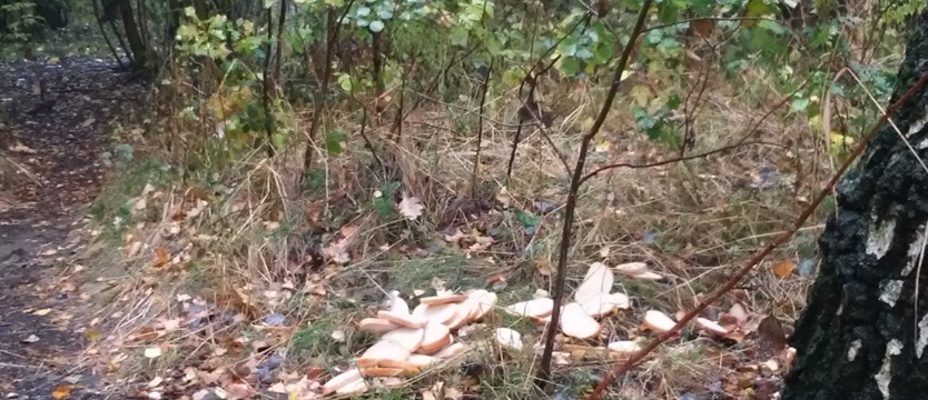 Nie dokarmiać, niech żyją w lesie