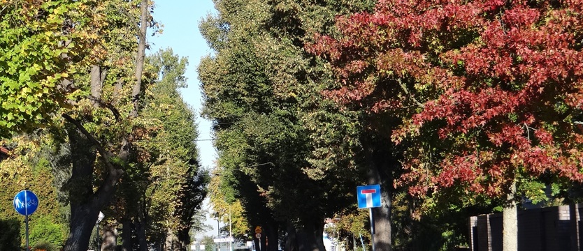 Tną drzewa i oszczędzają na podatkach