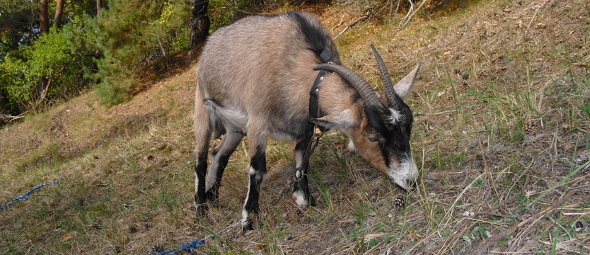 Dobroczynne skubanie