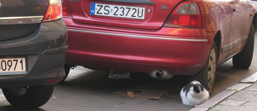 Koty w wielkim mieście