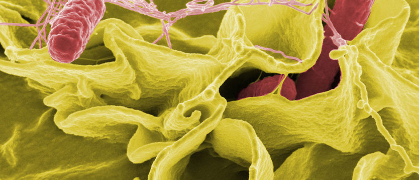 Salmonella w przedszkolu