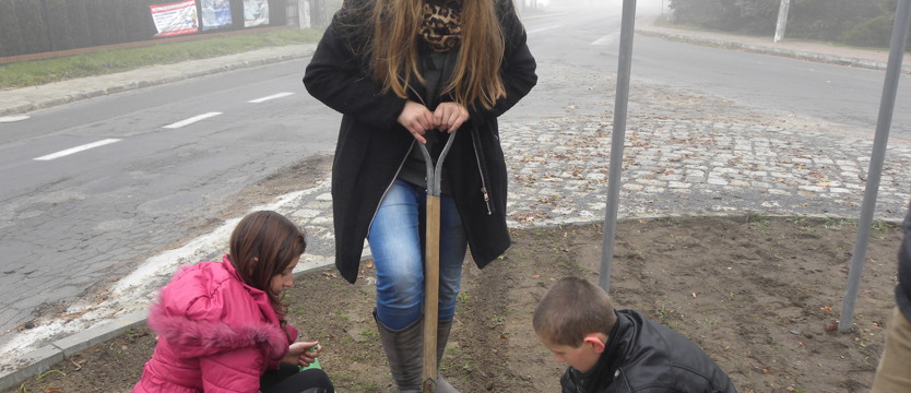 W Krzęcinie postawili na krokusy