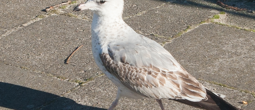 Mewy zjadają dach
