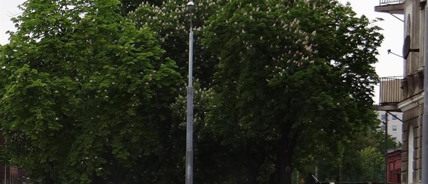 Zielone aleje - (nie) damy rady
