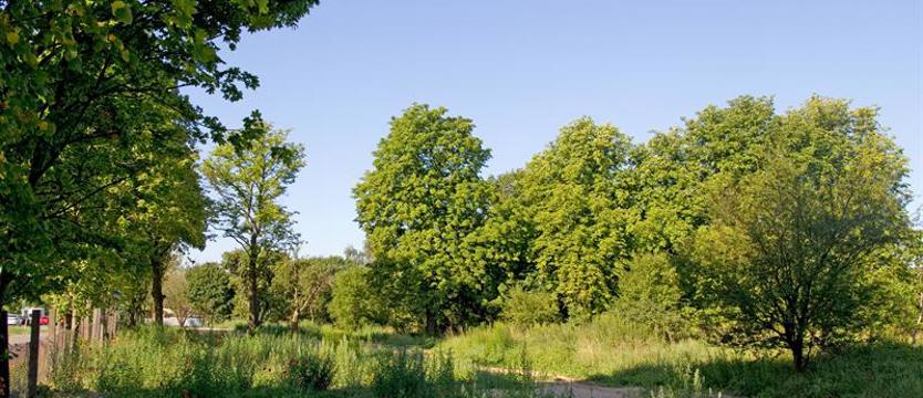 Petycja, czyli szczecinianie (znów) walczą o zieleń. I stanie się park?
