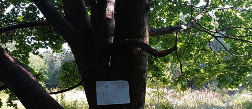 Ugoda w sprawie Przygodnej. Drzewa ocalały, przedszkola nie będzie