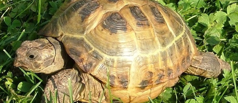 Ukradł żółwia ze sklepu zoologicznego, później przyszedł z nim po karmę
