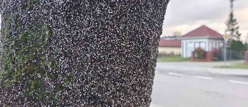 Skupieńce obsiadły drzewa w Stargardzie