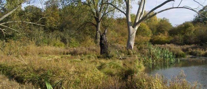 Zielenią odczarują „trzynastego"? Zaproszenie na niedzielny spacer przez północny Szczecin
