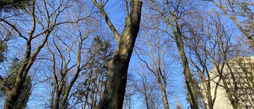 Planowana (dobra) korekta dla zieleni