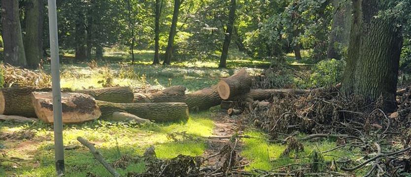 W parku Żeromskiego tną, że wióry lecą