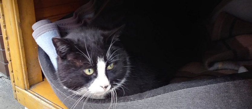 Pomysł w Dniu Kota. Gacek na etacie?