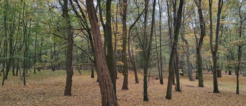„Chopina", czyli natura do zachowania. Front obrony parku