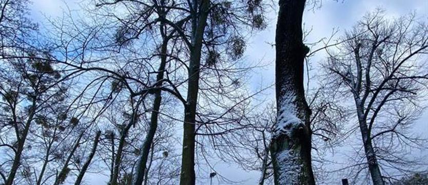 Wyrok na ścianę zieleni?