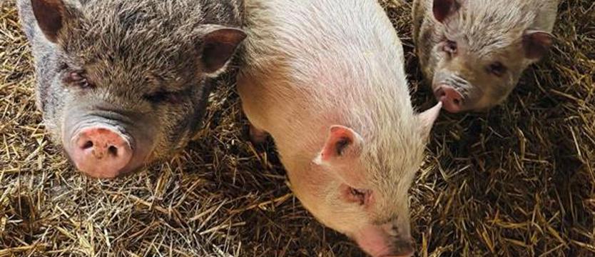 Świnki wietnamskie z Polic ocaleją. Decyzja o uśmierceniu zwierząt cofnięta