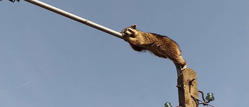 Szop z Żabowa ostrzeżeniem dla majówkowiczów