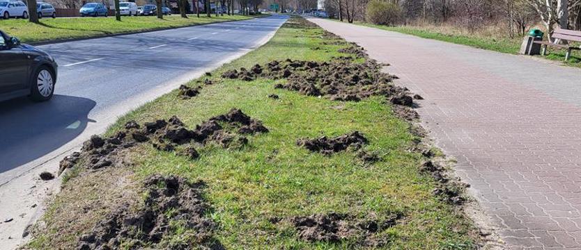 Dziki problem powraca. Zwierzęta zostaną uśmiercone