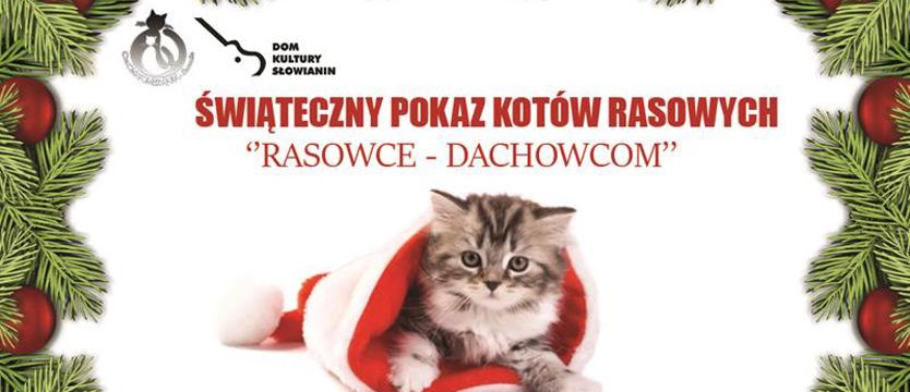 Niedzielny pokaz charytatywny. Ich Wysokości dla bezdomnych braci