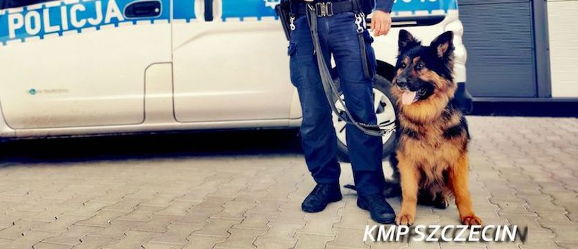 Policyjny pies doprowadził do zaginionego 75-latka