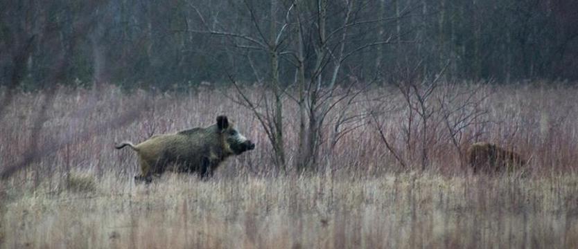 Dziki dają się we znaki, będzie odstrzał
