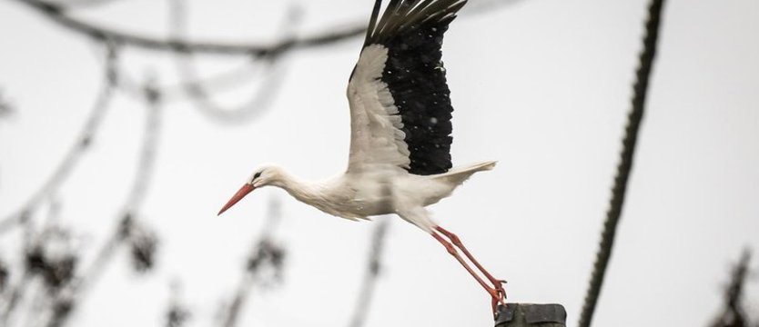 Bociany ruszyły z afrykańskich zimowisk do Polski