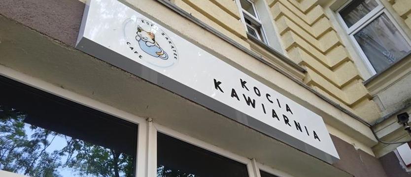 Kocia kawiarnia nie dla dzieci