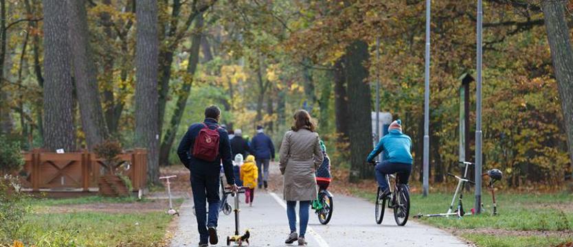 Drzewa (zbyt) kosztowne dla Szczecina?