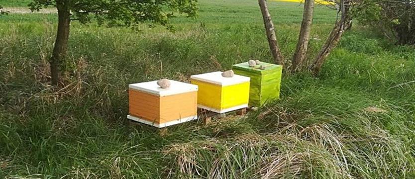 Z pola zniknęły ule. Właściciel prosi o informacje
