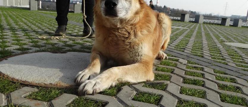 Weź mnie KURIEREM do domu. Moris – uroczy psi senior