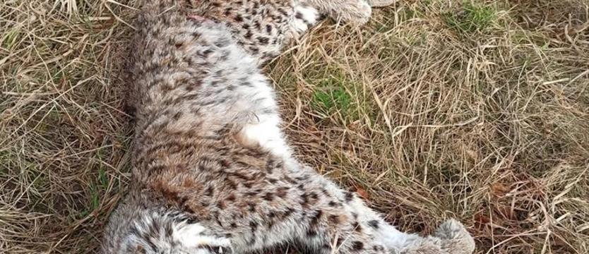 Znaleźli martwą rysicę Cleo II. To wygląda na działanie z premedytacją – mówią przyrodnicy