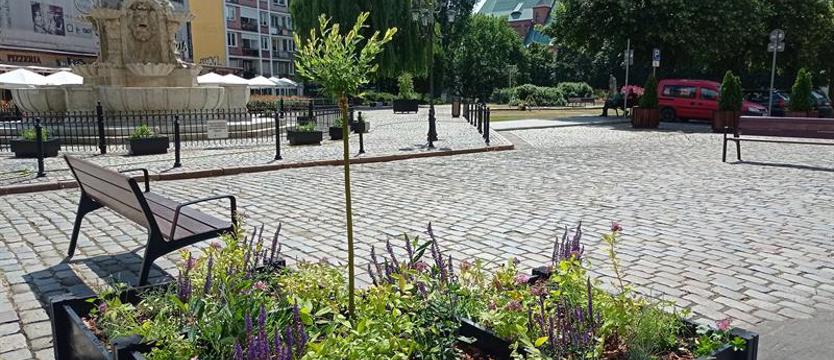 Kwiaty na plac. Od kwitnących floksów, szałwii i tawułek po ozdobne trawy i wierzby