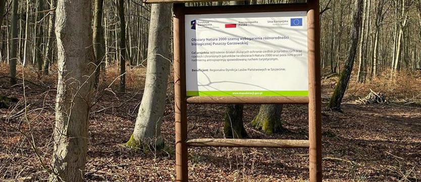 Tną na potęgę? Ubywa drzew w Puszczy Barlineckiej